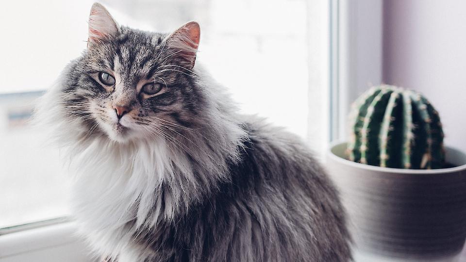 Tips for creating an allergy-free home