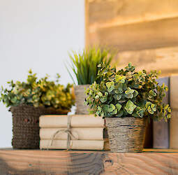 Taimed = maailmaparandajad?