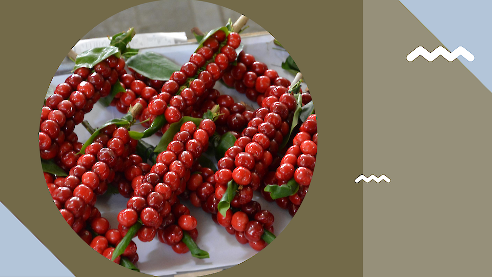 Ekskursioonid Usbekistanis | Hinnad