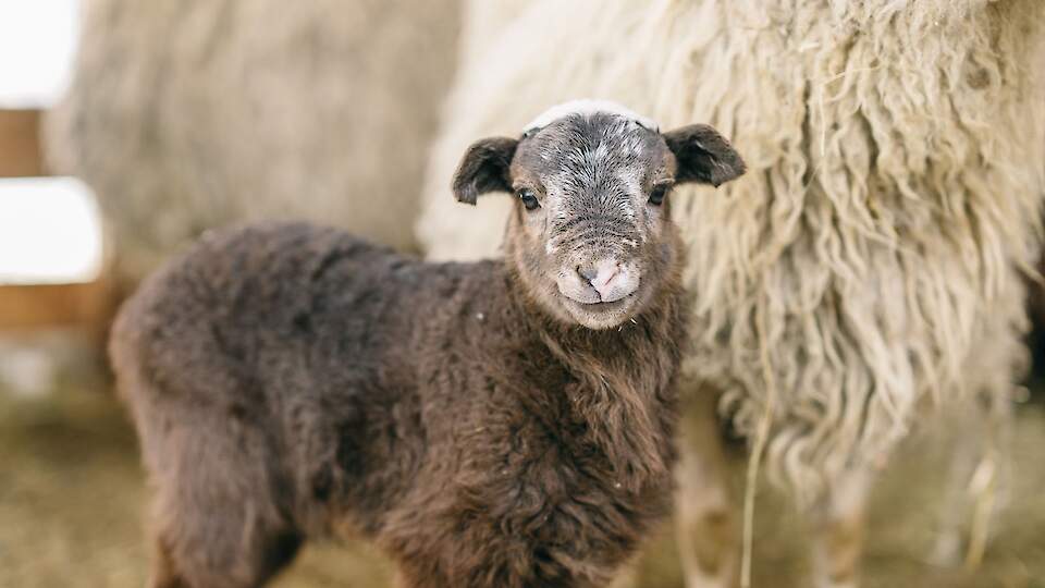 Билет взрослый/детский от 3-х лет (выходной день)