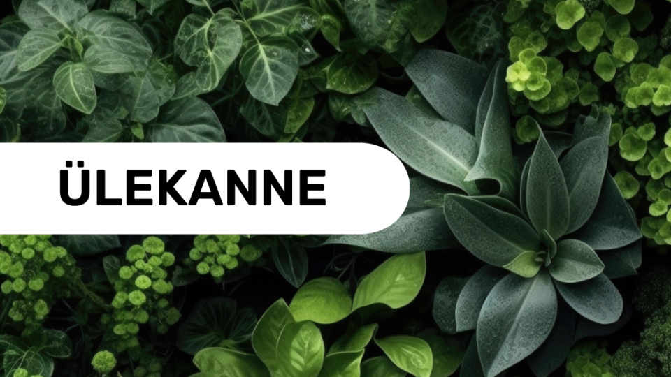 Seminari järelvaatamine