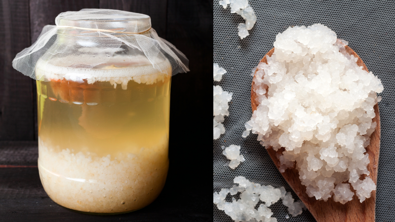 Indian sea rice (Tibetan rice, water kefir, rice mushroom, Tibetan mushroom, Japanese water crystals, Tibicos)