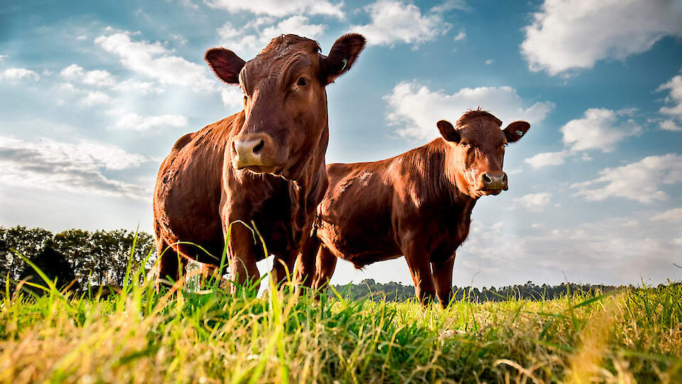 Lihaveisekasvatuse aastakonverents 2020