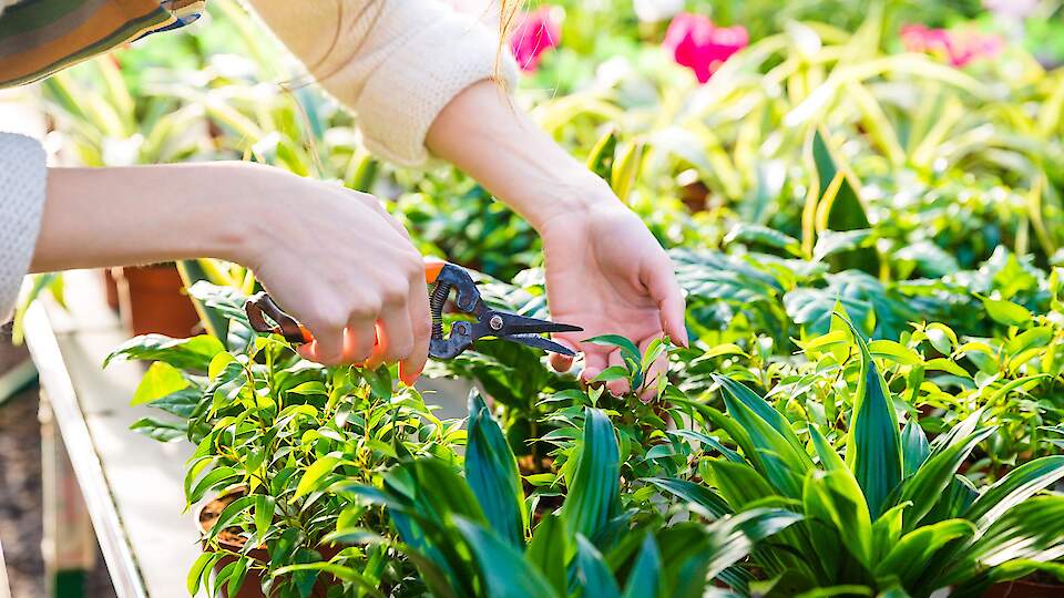 Rahvusvahelise taimetervise aasta PMK taimetervise ja mikrobioloogia laboris