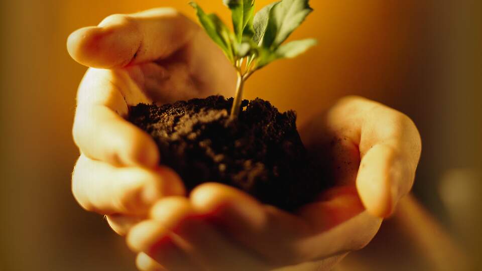 Kuidas hoida läbi hooaja piisavat niiskustaset taime juurealal ja vähendada väetiste kogust