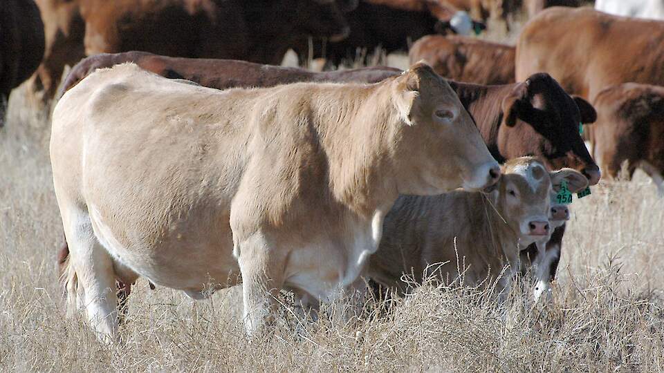 Veiste vaktsineerimine – mõistlik või mõttetu?