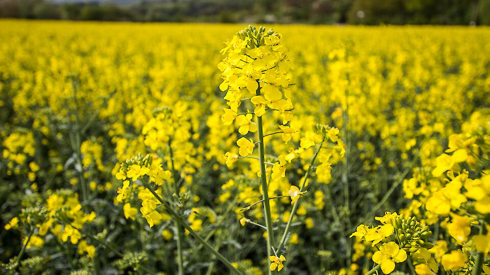 Rapooli uued rapsisordid, Saaten - Union hübriidnisu
