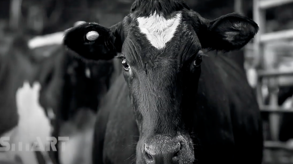 SMARTBOW loomade jälgimissüsteem lahendab tööjõukriisi