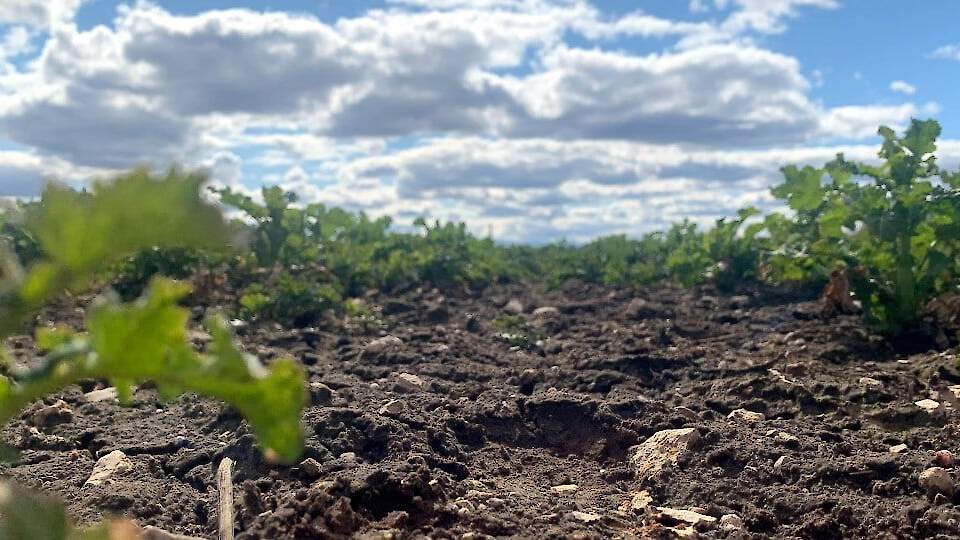 Ilmainfo põllult reaalajas: FieldSense ilmajaam