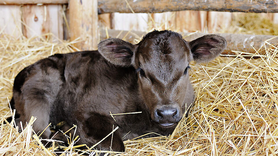 Eduka vasikakasvatuse eeldused