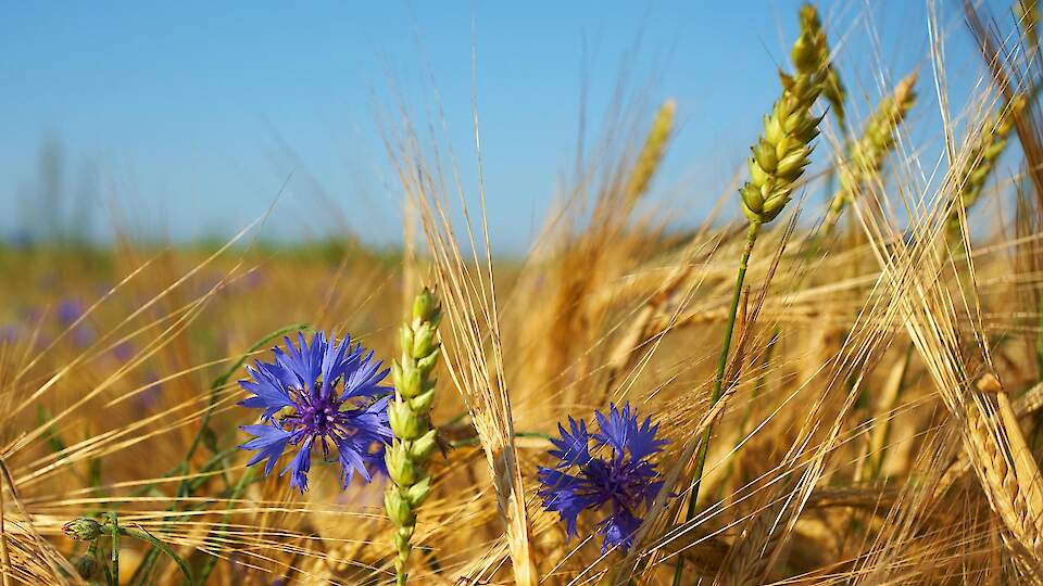 Kasumlikud sisendid efektiivseks taimekasvatuseks