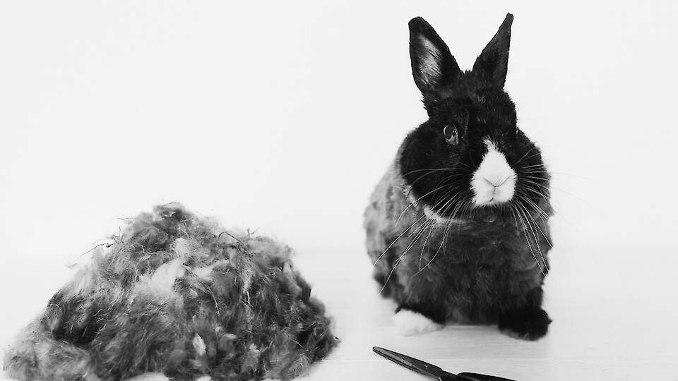 Vaidlused maksuametiga – peamised riskid ja nende ennetamine.