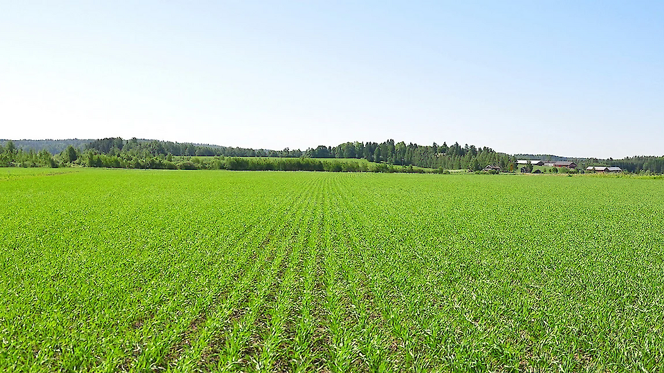 Kui täit rehkendust ei jõua, siis tee pool.  Kas ja kui palju väetada?
