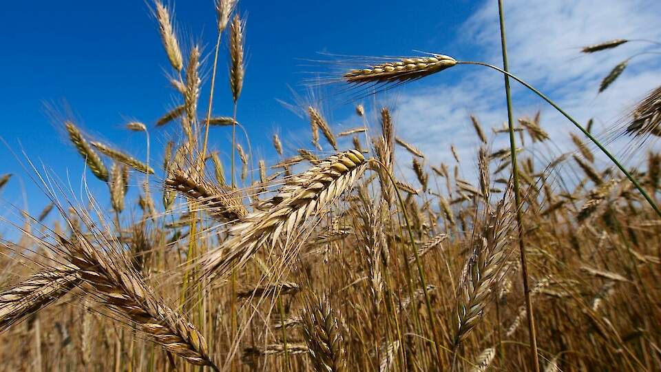 Ilmast, suurandmetest  ja täppisviljelusest