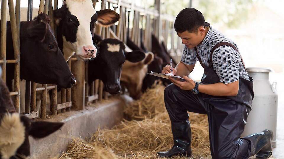 Ärahellitatud lehmad – tulevikufarmi argipäev