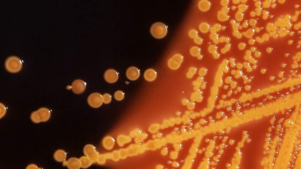 Mikroobide resistentsus (AMR)