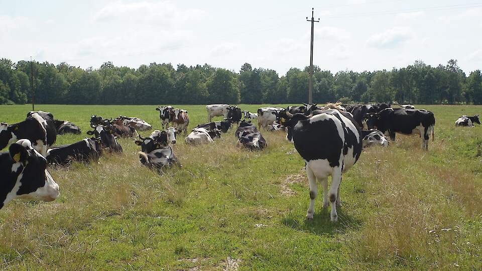 Piimatootjate majanduslik tulemuslikkus – mõõtmine ja mõjutamine