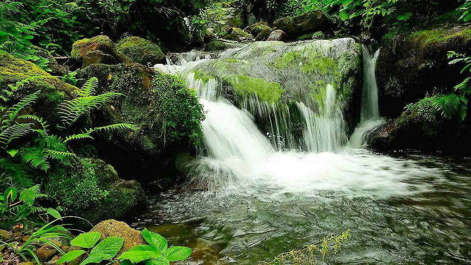 Ühepäevane giidiga ekskursioon | Mtirala rahvuspark