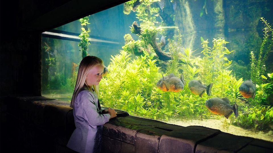 SeaLife Meremaailm