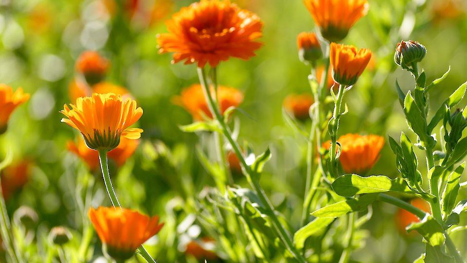 Weleda Natural and organic cosmetics